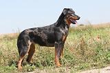 BEAUCERON 113